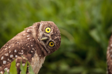 Funny Burrowing owl Athene cunicularia tilts its head outside its burrow